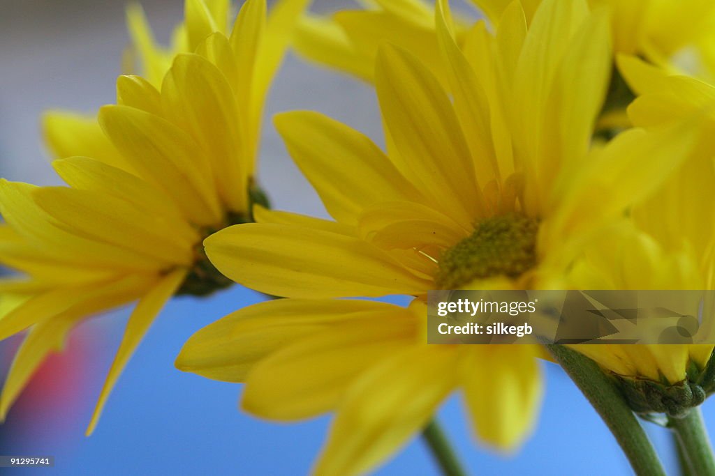 Yellow Daisy