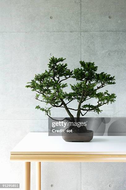 a bonsai on the desk. - bonsai fotografías e imágenes de stock