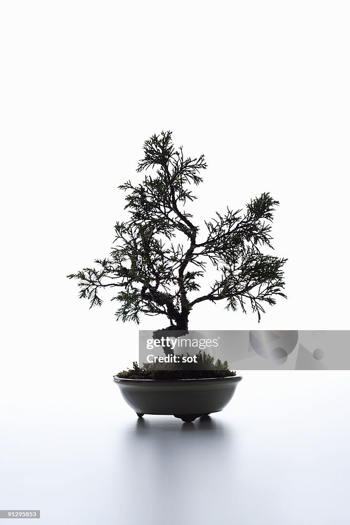 A small bonsai on the desk.