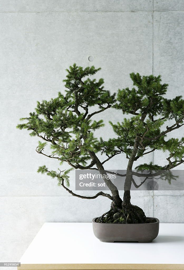 A bonsai on the desk.