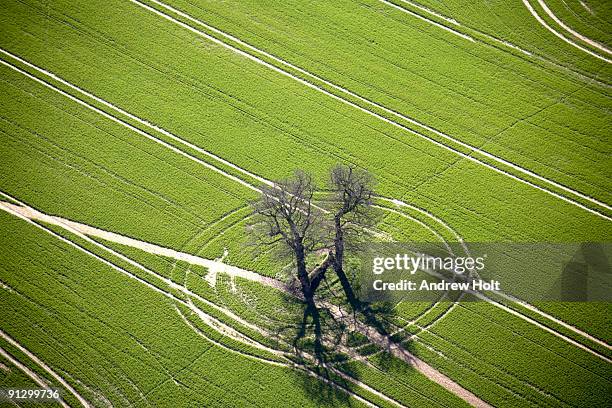 aerial abstract view of oak trees and track  - crop circles stock pictures, royalty-free photos & images