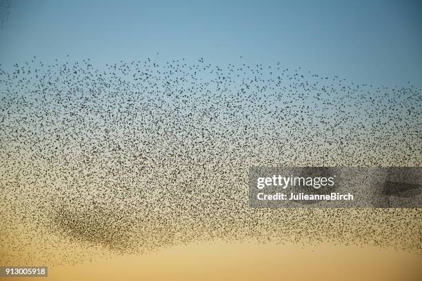 huge cloud of starlings over nature reserve - starlings flock stock pictures, royalty-free photos & images