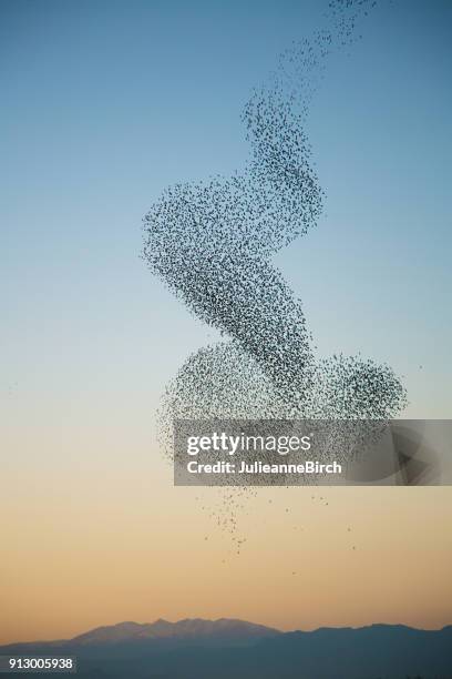 murmuration de estorninos sobre pirineos - estornino fotografías e imágenes de stock