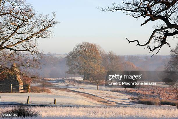 knole park de kent, inglaterra - winter landscape fotografías e imágenes de stock