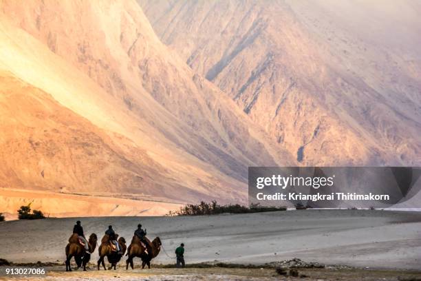 beautiful sand dunes at nubra valley, ladakh, india. - nubra valley stock pictures, royalty-free photos & images