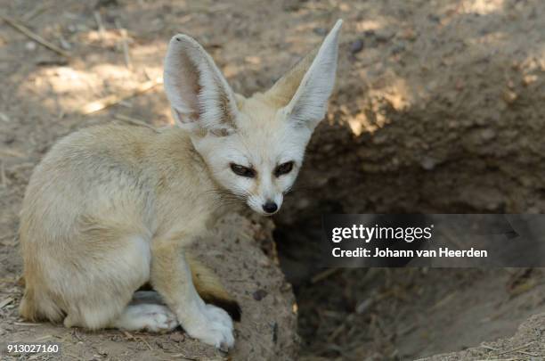 fennec fox - fennec 個照片及圖片檔