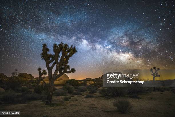 milky way over joshua trees - joshua tree stock pictures, royalty-free photos & images