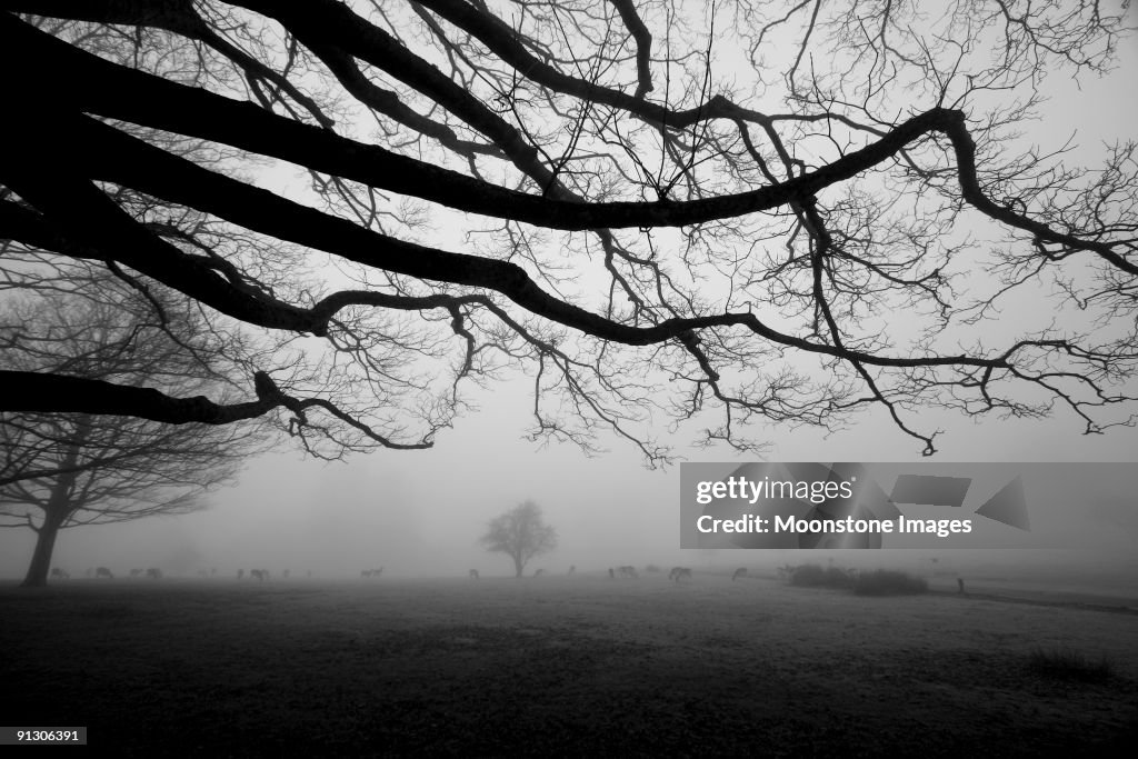 Knole Park in Kent, England