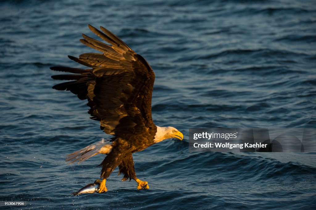 A Bald eagle (Haliaeetus leucocephalus) in flight coming in...