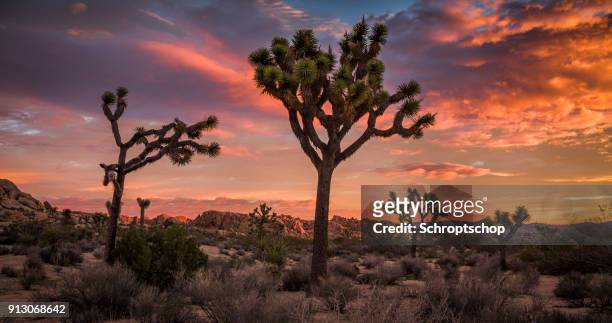 joshua tree wüstenlandschaft bei sonnenuntergang - kalifornien stock-fotos und bilder