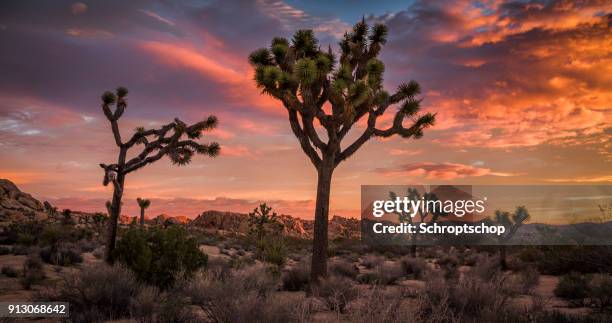 joshua tree wüstenlandschaft bei sonnenuntergang - josuabaum stock-fotos und bilder