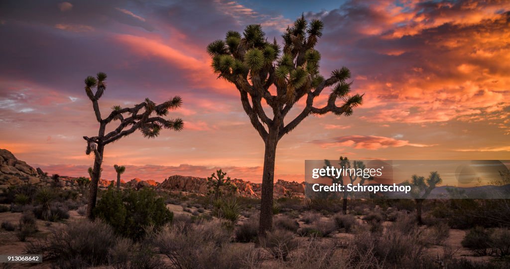 Joshua Tree desert landscape at Sunset