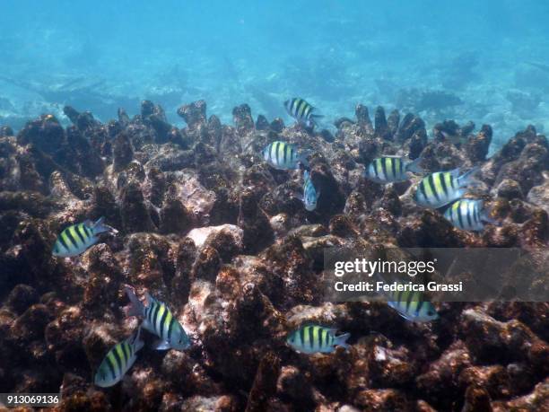 sergeant major fish (abudefduf saxatilis) - sergeant major fish stock pictures, royalty-free photos & images