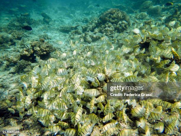 school of convict surgeonfish (acanthurus triostegus) - surgeonfish stock pictures, royalty-free photos & images