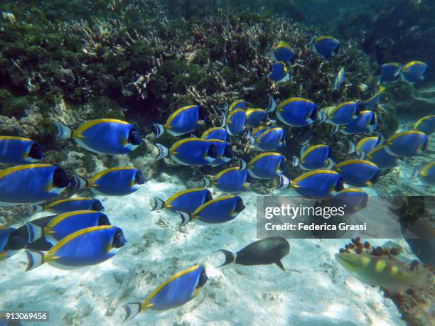 powderblue surgeonfish or blue tang fish (acanthurus leucosternon) - poisson chirurgien à poitrine blanche photos et images de collection