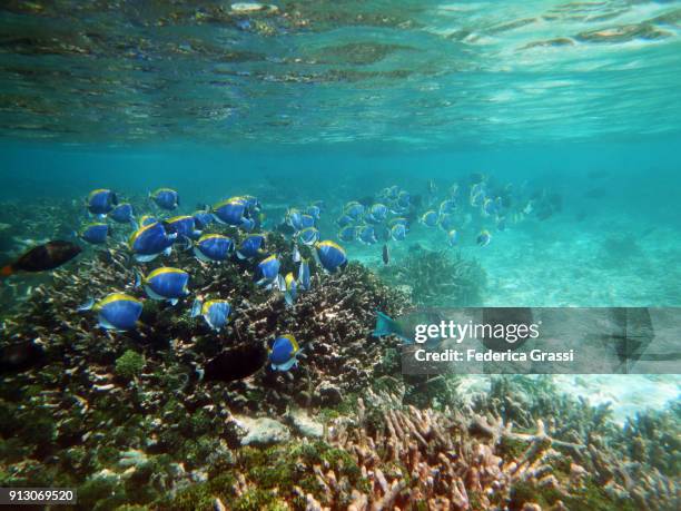 green algae and powderblue surgeonfish or blue tang fish (acanthurus leucosternon) - blue tang fish photos et images de collection