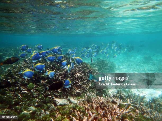 green algae and powderblue surgeonfish or blue tang fish (acanthurus leucosternon) - surgeonfish stock pictures, royalty-free photos & images