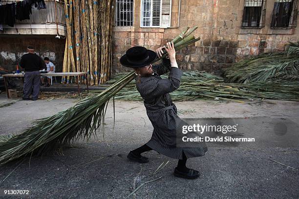 An ultra-Orthodox Jew struggles to carry home the palm branches he bought to cover his Sukkah which will be used during the upcoming Jewish festival...
