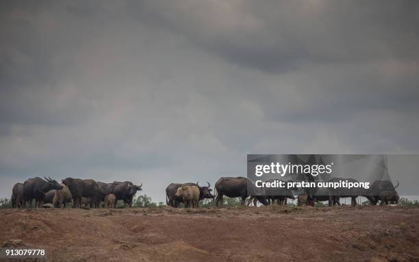 the buffalo keeper - grace tame stock pictures, royalty-free photos & images