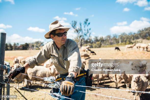 shepard mit seiner herde von schafen - australische herder stock-fotos und bilder