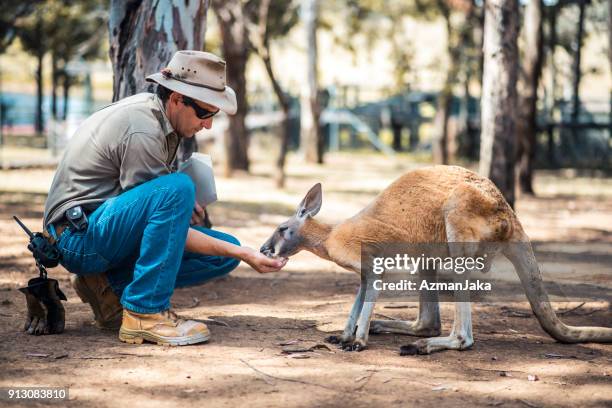 farm keeper feeding a kangaroo - kangaroo stock pictures, royalty-free photos & images