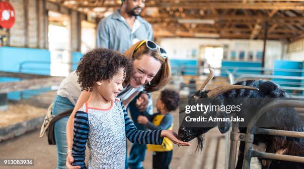 children feeding a goat on an australian farm - kids farm stock pictures, royalty-free photos & images