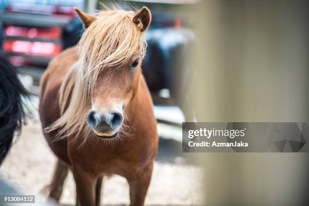 pony on australian farm - pony stock pictures, royalty-free photos & images