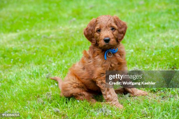 Week old Goldendoodle male puppy.