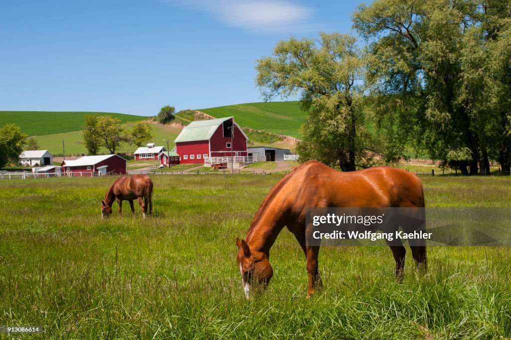 Horses in pasture with red barn in background in the Palouse...