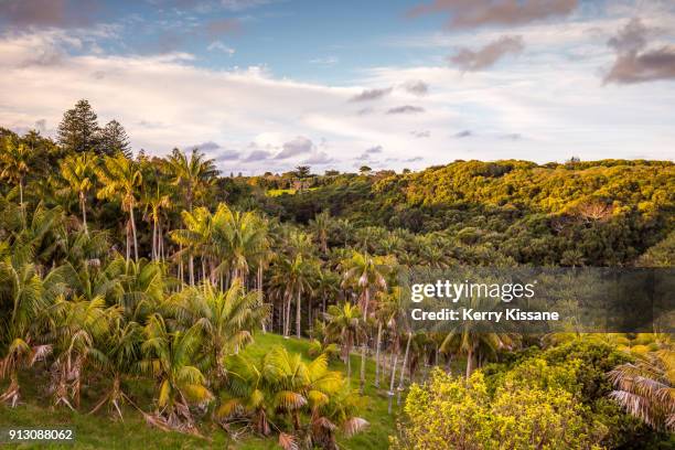 palm trees norfolk island - palm island australia stock pictures, royalty-free photos & images