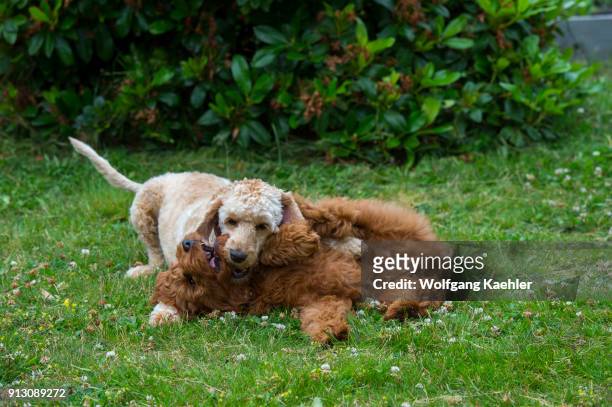 Goldendoodle puppy and a Labradoodle playing on lawn.