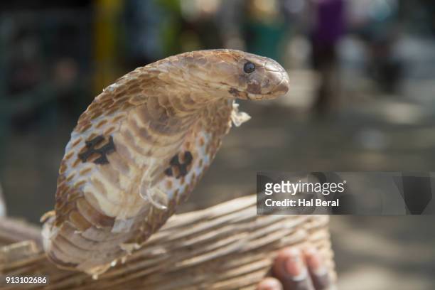 indian kiong cobra n snake charmer's basket - cobra reale foto e immagini stock