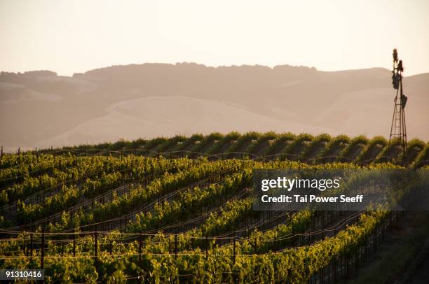 vineyards and windmill near sonoma, ca. - sonoma county stock pictures, royalty-free photos & images