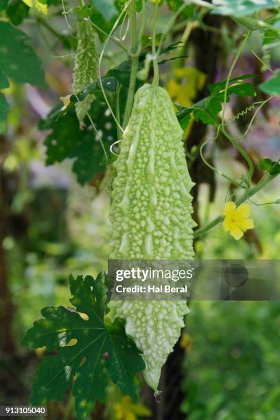 bitter gourd growing - kalebasse stock-fotos und bilder