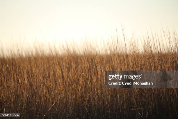 golden marsh sunlight - küstenschutzgebiet assateague island stock-fotos und bilder