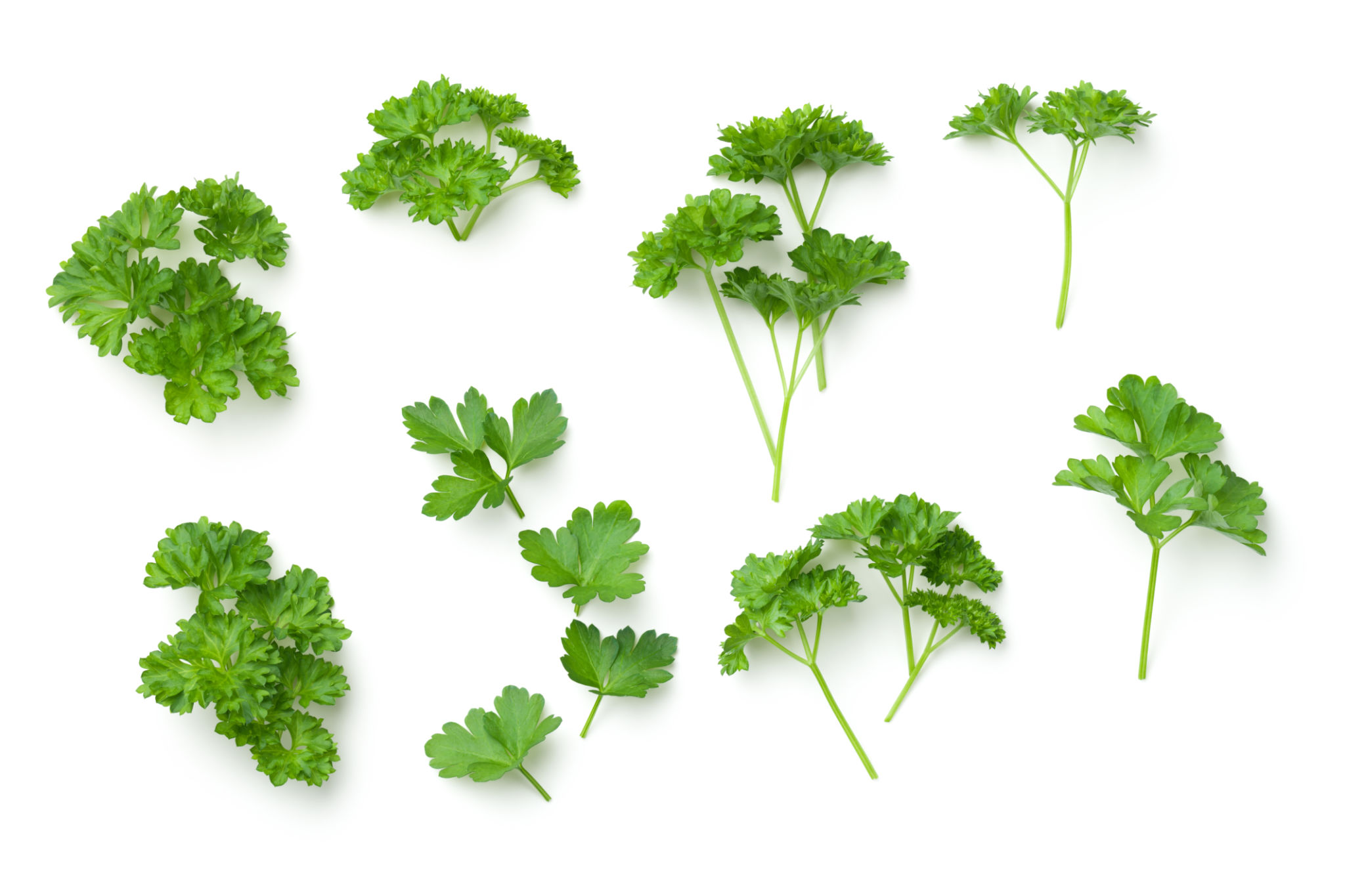 herbs garnish