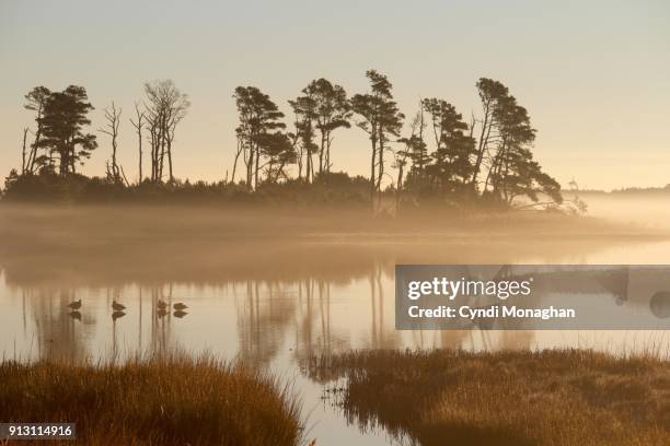 geese gathered at sunrise in the mist - küstenschutzgebiet assateague island stock-fotos und bilder