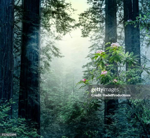 quiet morning in the redwoods - california rhododendron stock pictures, royalty-free photos & images