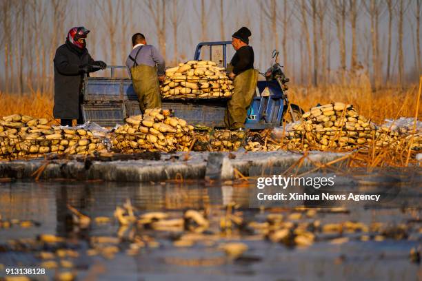 Feb. 1, 2018 -- Famers wash and load the lotus roots onto a truck at a planting base in Dongxiangyang Village of Anxin County, in Xiongan New Area,...