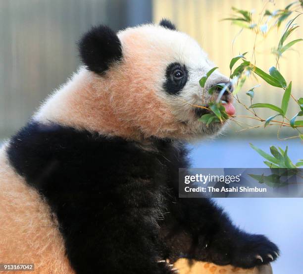 Giant panda cub Xiang Xiang plays at Ueno Zoological Gardens on February 1, 2018 in Tokyo, Japan. The seven-month-old panda cub went on view for the...