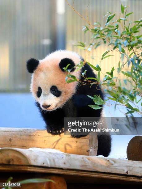 Giant panda cub Xiang Xiang plays at Ueno Zoological Gardens on February 1, 2018 in Tokyo, Japan. The seven-month-old panda cub went on view for the...