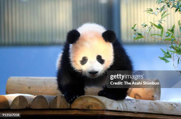 Giant panda cub Xiang Xiang plays at Ueno Zoological Gardens on February 1, 2018 in Tokyo, Japan. The seven-month-old panda cub went on view for the...