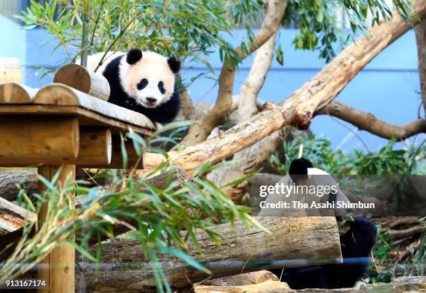 Giant panda cub Xiang Xiang and her mother Shin Shin are seen at Ueno Zoological Gardens on February 1, 2018 in Tokyo, Japan. The seven-month-old...