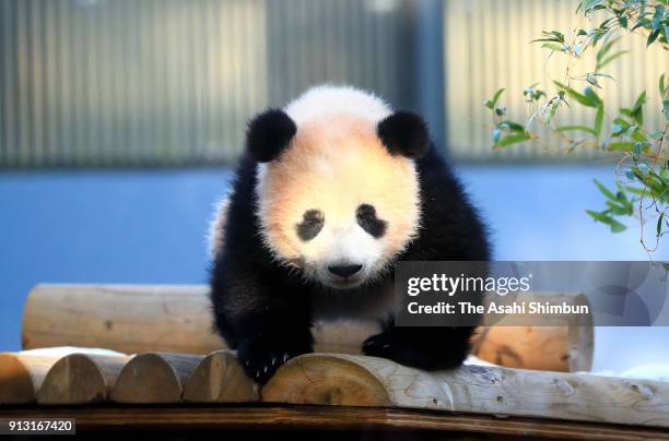 Giant panda cub Xiang Xiang plays at Ueno Zoological Gardens on February 1, 2018 in Tokyo, Japan. The seven-month-old panda cub went on view for the...