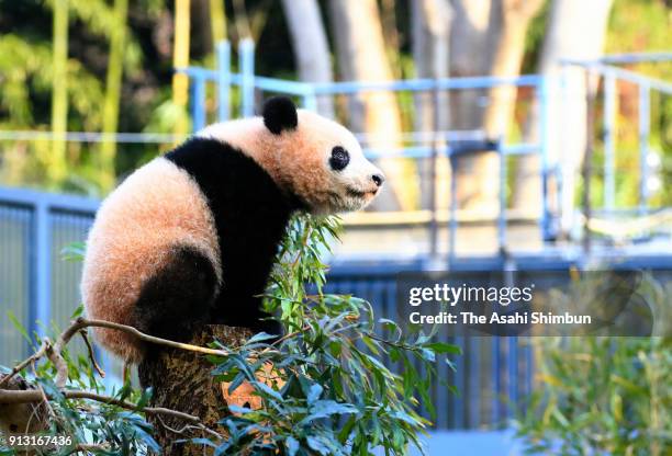 Giant panda cub Xiang Xiang plays at Ueno Zoological Gardens on February 1, 2018 in Tokyo, Japan. The seven-month-old panda cub went on view for the...