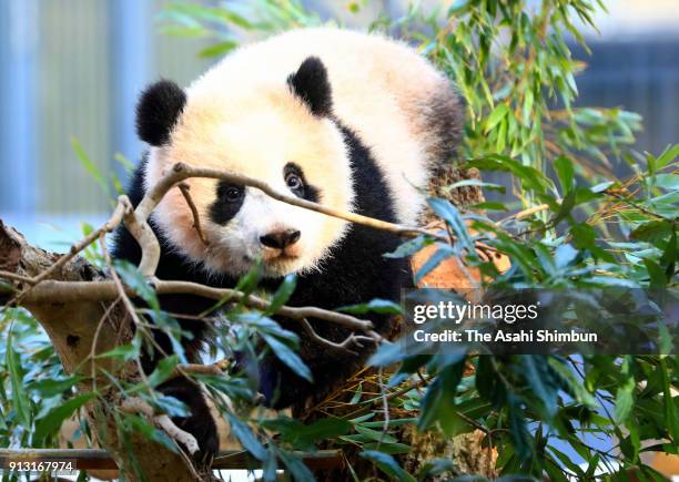 Giant panda cub Xiang Xiang plays at Ueno Zoological Gardens on February 1, 2018 in Tokyo, Japan. The seven-month-old panda cub went on view for the...