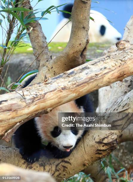 Giant panda cub Xiang Xiang and her mother Shin Shin are seen at Ueno Zoological Gardens on February 1, 2018 in Tokyo, Japan. The seven-month-old...