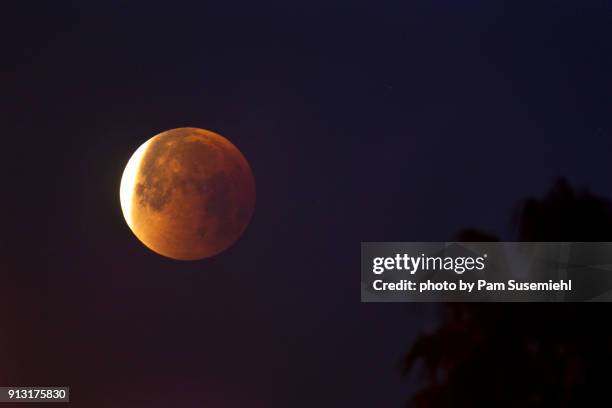 super blue blood moon eclipse - exiting totality with palm tree, los angeles, 2018 - super blue blood moon 個照片及圖片檔