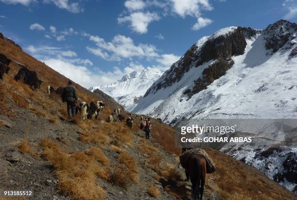 This picture taken on October 11, 2017 shows traders from Pakistan's northern Hunza valley travelling with Yaks and cattle brought from the Wakhan...