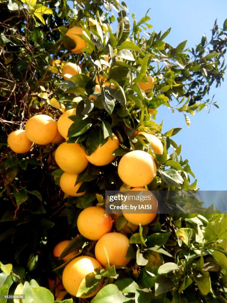 A bunch of oranges on orange tree, against sky, ripe